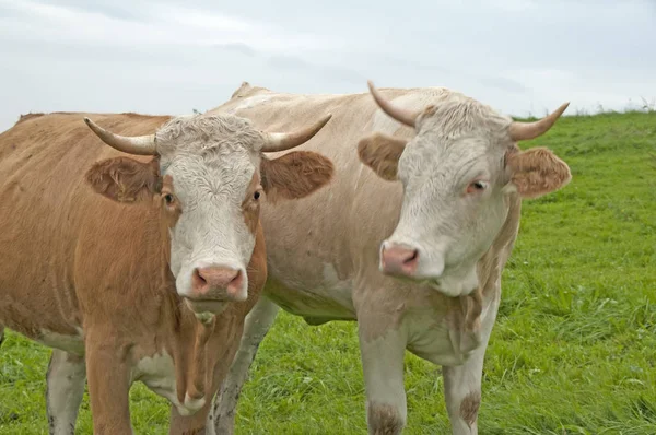 Cows Grazing Green Pasture Sunny Day — Stock Photo, Image