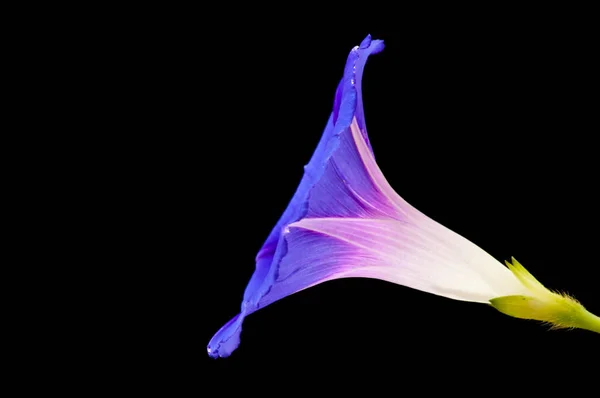Schöne Lila Morgenruhm Blume Auf Dunklem Hintergrund Nahaufnahme — Stockfoto