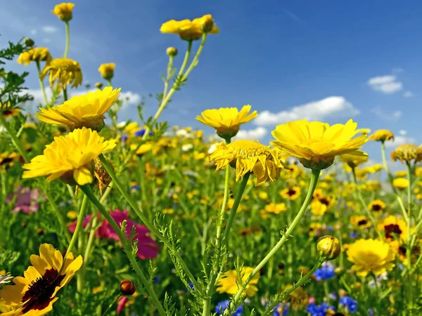 多くの色の花の草原 — ストック写真