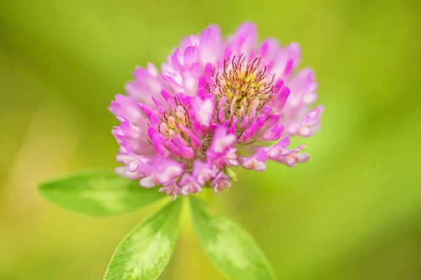 花のショットを閉じる — ストック写真