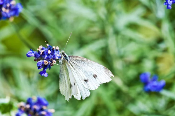 大きな白い蝶のラベンダー — ストック写真