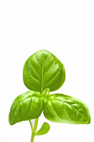 Close Dari Hijau Segar Aromatik Basil Daun — Stok Foto