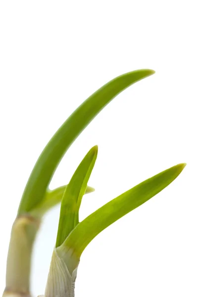 Γκρο Πλαν Πράσινο Σκόρδο Φρέσκο Που Απομονώνονται Λευκό Φόντο — Φωτογραφία Αρχείου