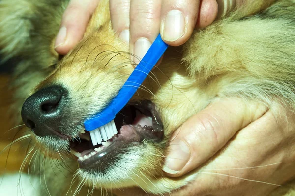 Female Brushing Milk Teeth Young Dog — Stock Photo, Image