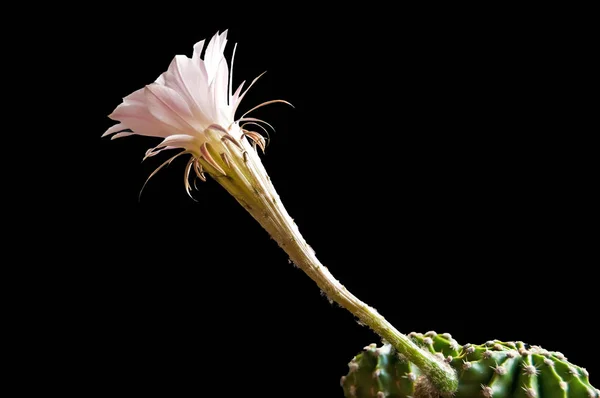 暗い背景の上に咲く Echinopsis Eyriesii サボテン — ストック写真