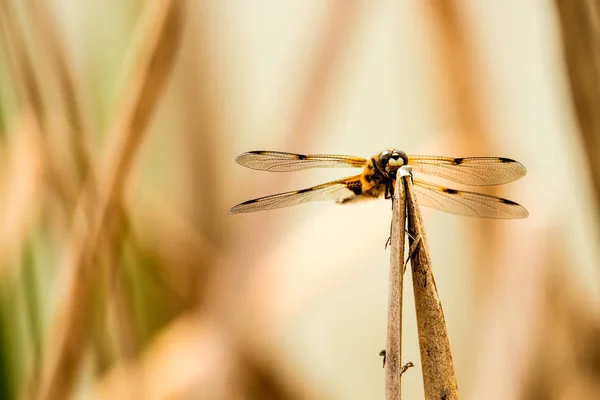 Four Spotted Chaser Dragonfly Sitting Leaf Pond — Stock Photo, Image