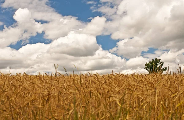 Primer Plano Foto Del Campo Cebada —  Fotos de Stock