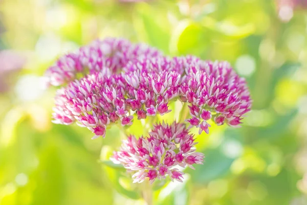 Krásné Světlé Sedum Rostlina Rozmazané Přirozeného Pozadí — Stock fotografie