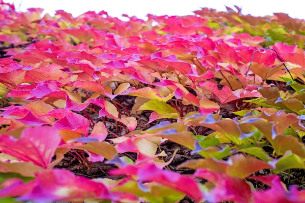 Herbstlich Bemalte Blätter Nahaufnahme — Stockfoto