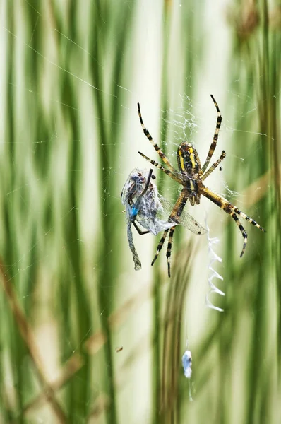 Araña Jardín Europea Araneus Diadematus Red — Foto de Stock