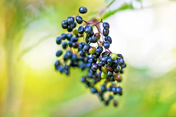 Sambucus Primo Piano Colpo — Foto Stock