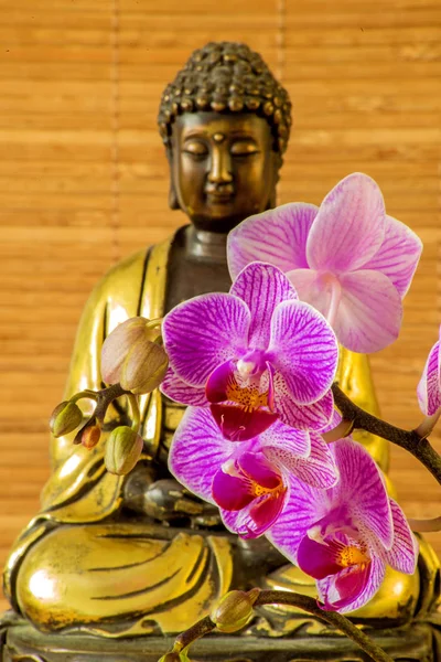 Γκρο Πλαν Ανθισμένα Όμορφα Λουλούδια Ορχιδέας Άγαλμα Του Βούδα — Φωτογραφία Αρχείου