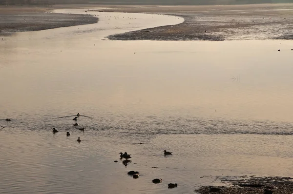 Foto Von Vögeln Allein Auf Dem See Bei Sonnenuntergang — Stockfoto