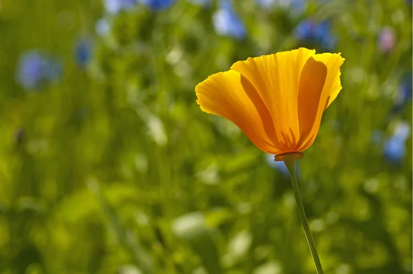 カリフォルニア ポピーの花クローズ アップ ショット — ストック写真