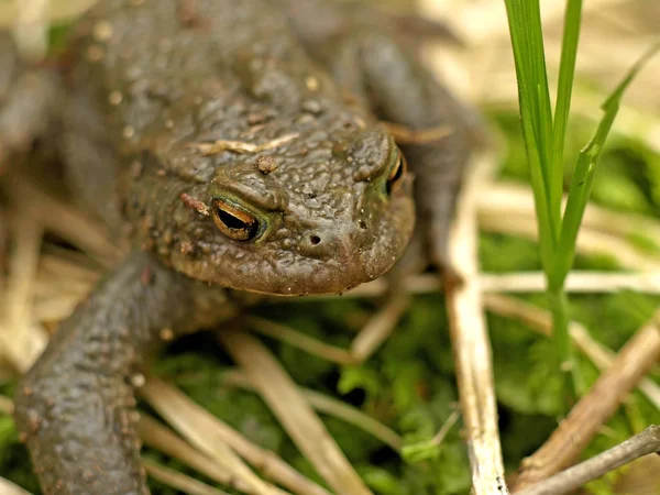 Gros Plan Crapaud Commun — Photo