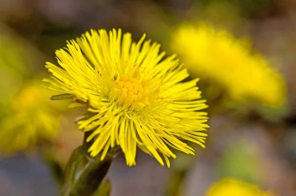 Beautiful Yellow Tussilago Farfara Flowers Garden — Stock Photo, Image