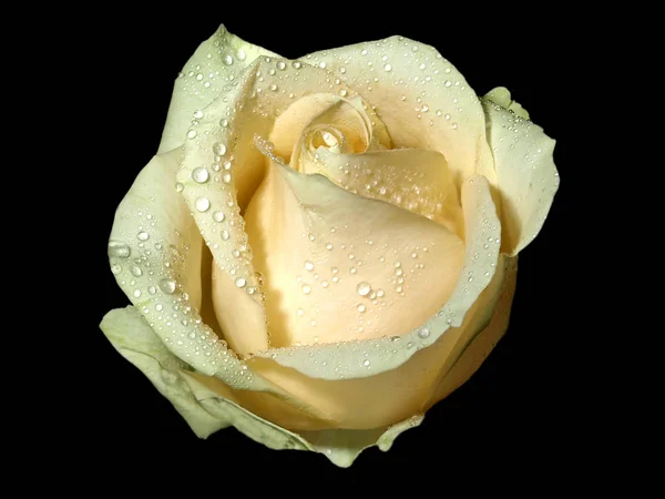 Κινηματογράφηση Πρώτο Πλάνο Από Λευκό Τριαντάφυλλο Λουλούδι Μαύρο Φόντο — Φωτογραφία Αρχείου