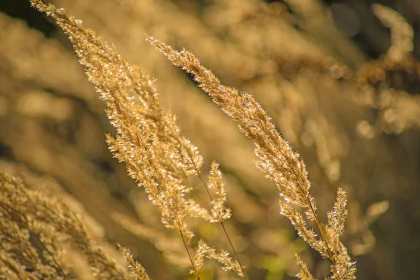 Grass Wind Backlight — Stock Photo, Image