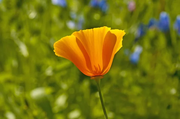 Californian Poppy Flores Close Tiro — Fotografia de Stock
