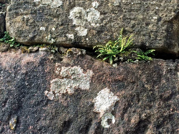 植物とフランスの城の城壁 — ストック写真