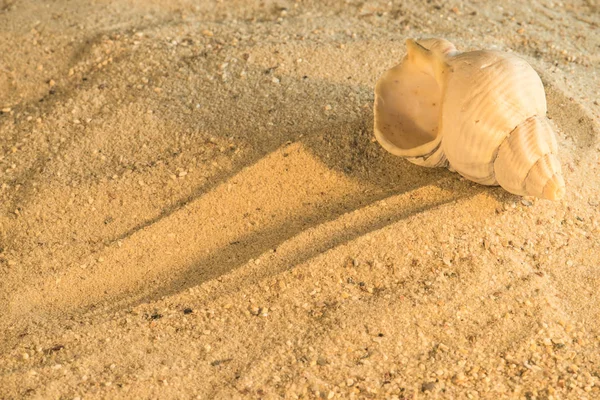 Snigel Beach Nära Upp Skott — Stockfoto