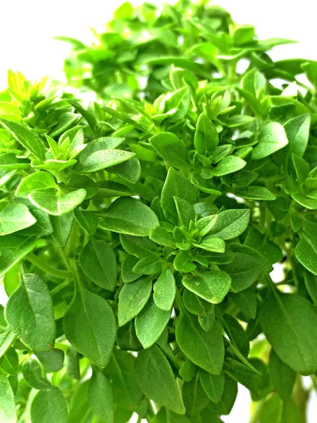 Close Dari Hijau Segar Aromatik Basil Daun — Stok Foto