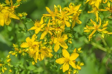 St John'S Wort yakın çekim yukarı