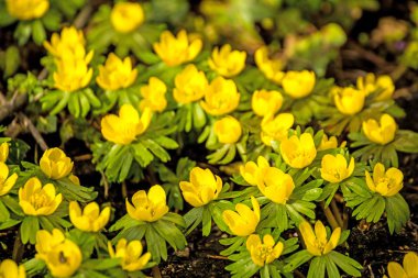 Kış bilinen, kar hiemalis