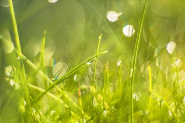 yeşil çimen çiy ile düşer, yakın çekim 