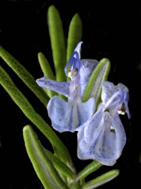 güzel Rosemary Blooming Close-Up