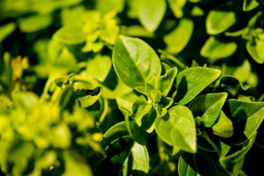 aromatik fesleğen yaprağı taze yeşil Close-Up