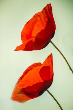 Kırmızı gelincik yakın atış