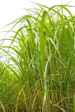 Anahtarı çim içinde sonbahar yakın atış