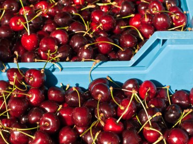 mavi kutu, Street satış taze kiraz meyveleri Close-Up