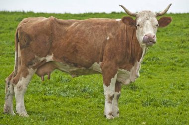 güneşli gün yeşil mera üzerinde otlatma inek 