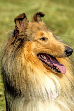 Collie köpekleri yakın atış 