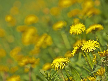 Çayır sarı karahindiba çiçekli