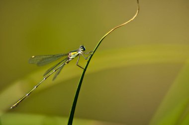 Mavi-teailed damselfy, mavi elegans