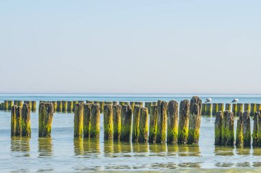 Kasiklari içinde güzel Baltık Denizi