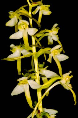 yakın çekim açık havada beyaz orkide çiçek çiçeklenme