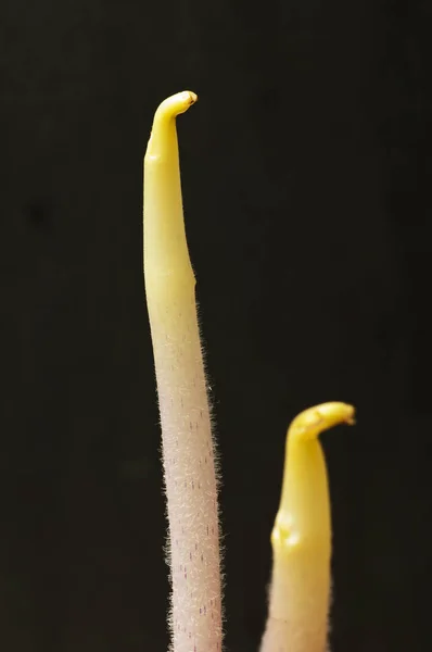 Kartoffel Aus Nächster Nähe Schießen — Stockfoto