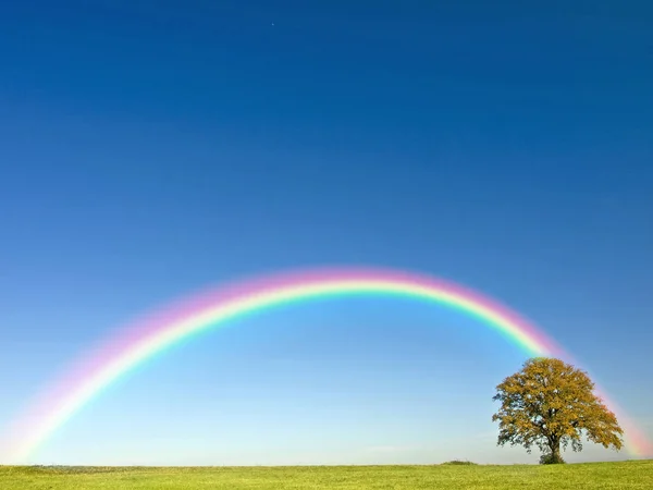 Foto Gammalt Träd Grönt Fält Blå Himmel Bakgrund — Stockfoto