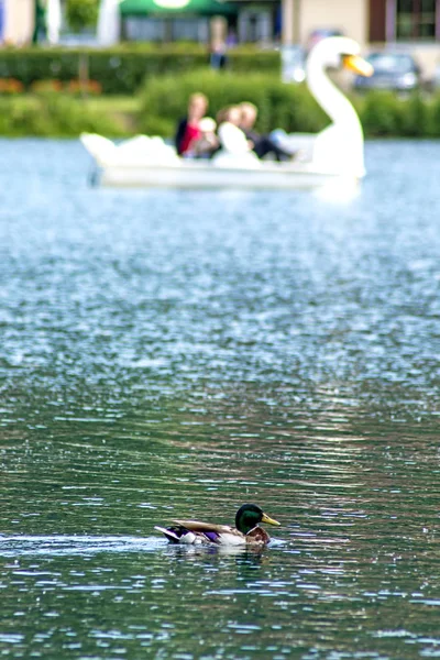 Cisne Blanco Mar Báltico —  Fotos de Stock