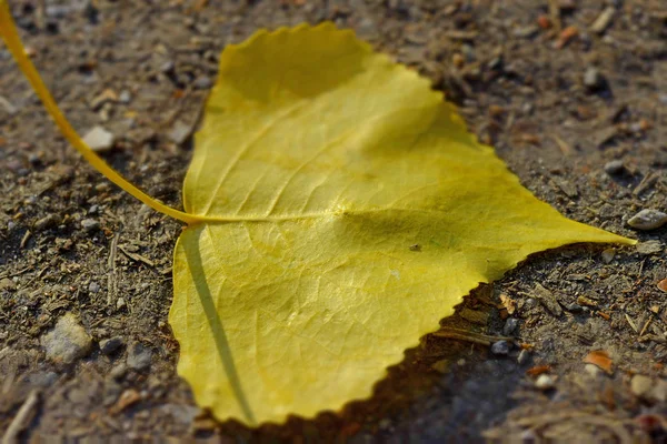 Foglia Autunno Sfondo Legno — Foto Stock