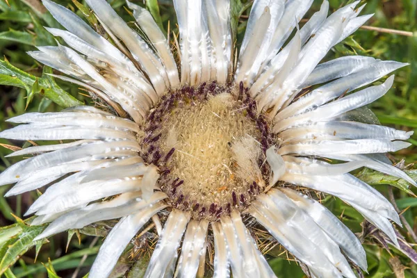 白い花の花のクローズ アップ写真 — ストック写真