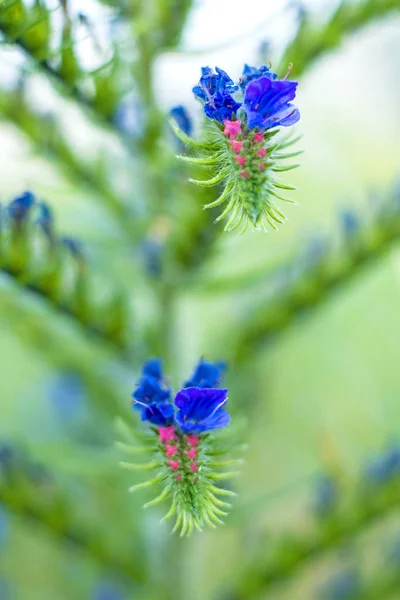 Foto Cerca Hermosas Flores Víbora — Foto de Stock