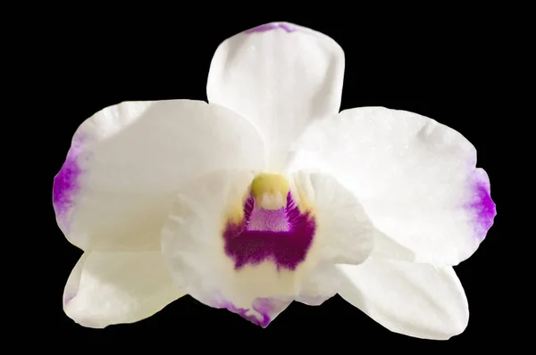 Närbild Blommande Vit Orkidé Blomma Utomhus — Stockfoto