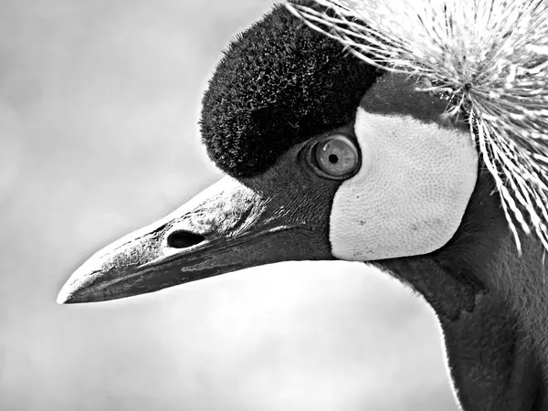 Foto Cerca African Crane Balearica Pavonina —  Fotos de Stock