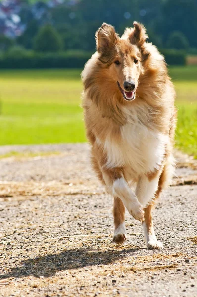 Collie Cão Close Tiro — Fotografia de Stock