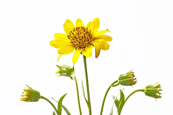 Fondo Floral Con Flores — Foto de Stock